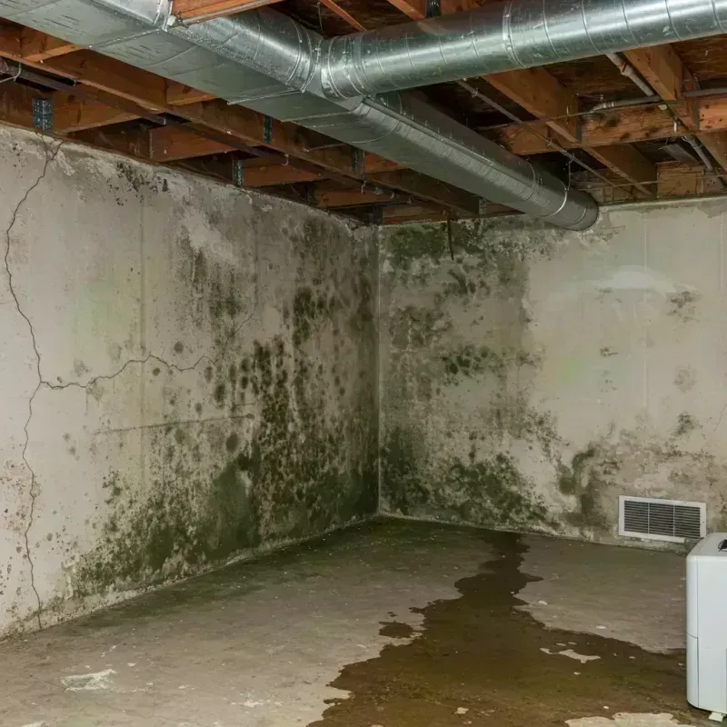 Professional Mold Removal in White Hall, IL